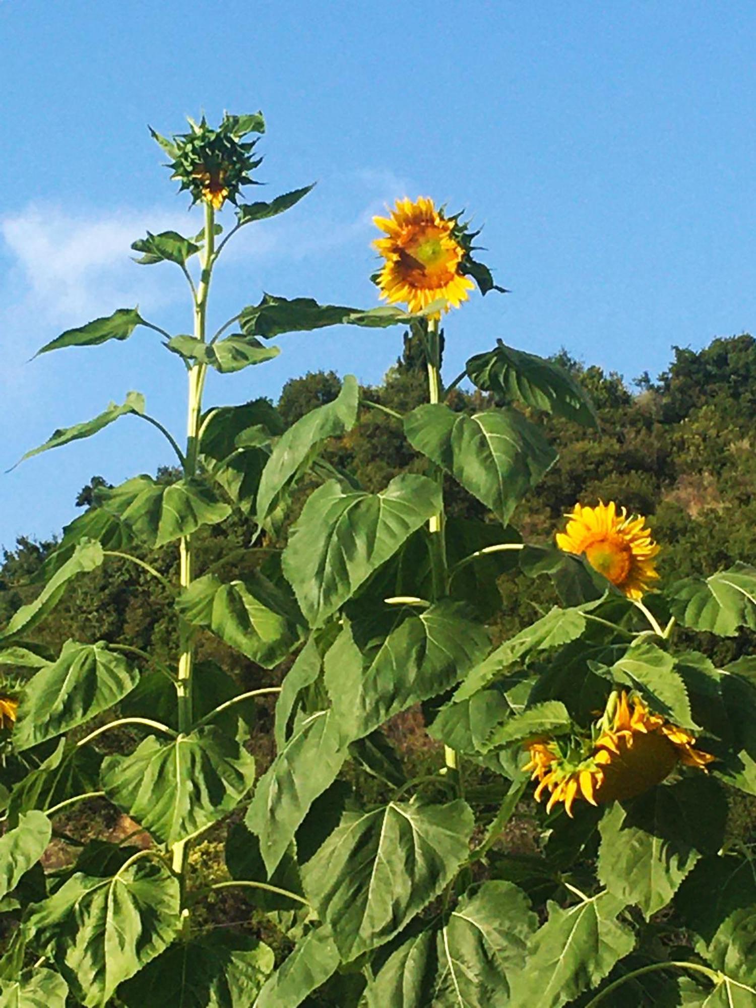 Sunflower Himara Zewnętrze zdjęcie